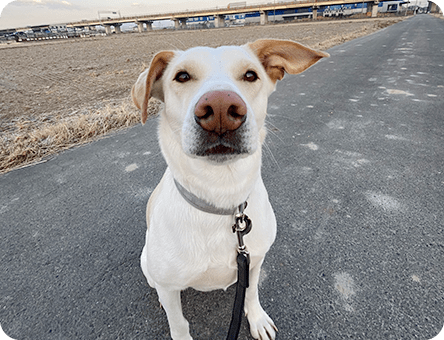 Nina Dog Toysのはじまり