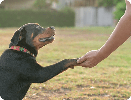 Nina Dog Toysのこれから