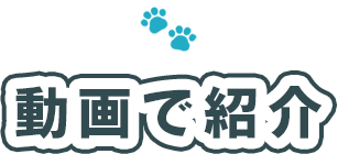 動画で紹介